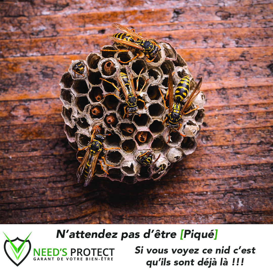 Galerie Need's Protect — visuel 6