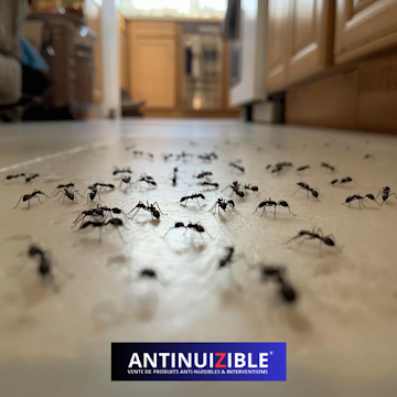 Galerie Antinuizible — visuel 5